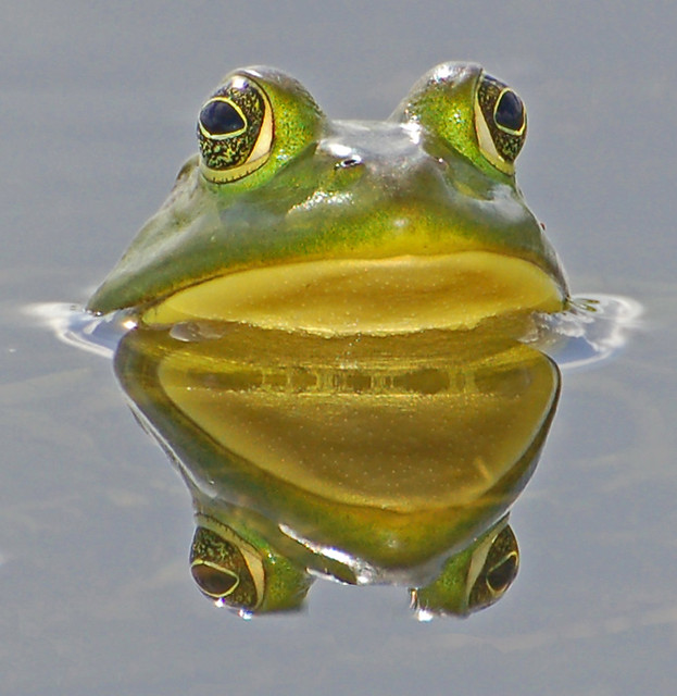Reflections of a frog
