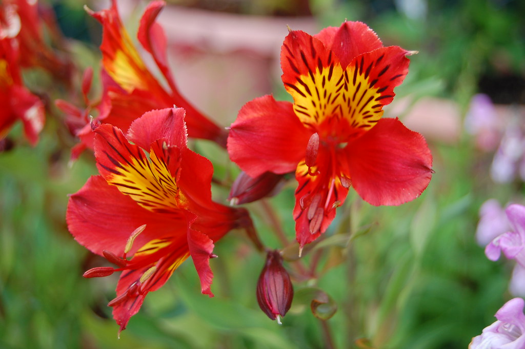 Alstroemeria ‘Red’ | FarOutFlora | Flickr