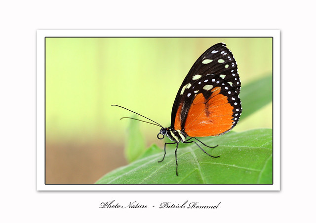 Rommel Patrick Patrick Rommel | Flickr