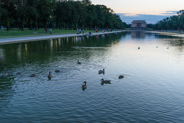 Ducks swim in the Reflecting Pool in front of the Lincoln Memorial