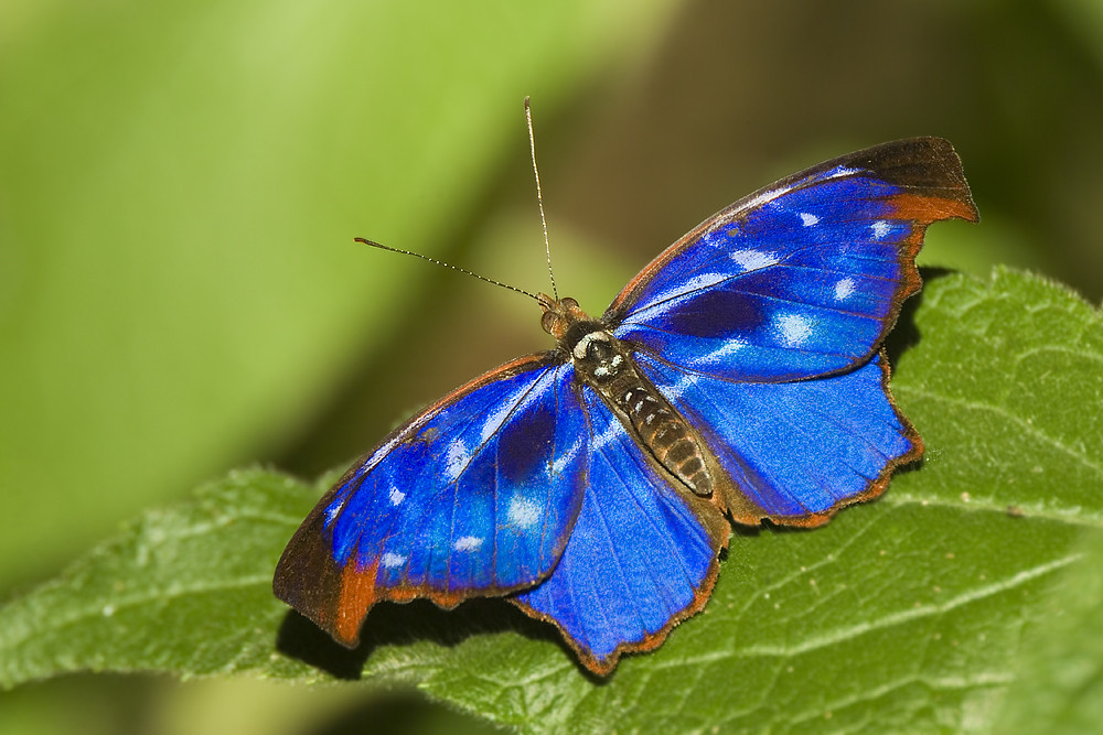 Borboleta azul e laranja / Blue & orange Butterfly | Flickr