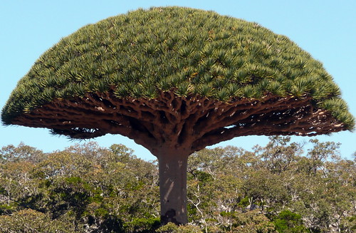 Socotra