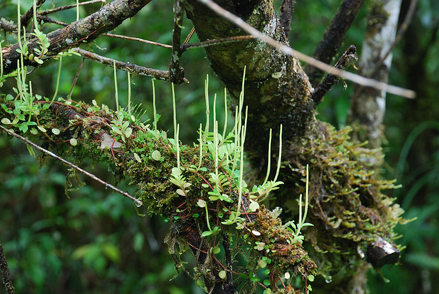 Peperomia sp (Piperaceae), Altos de Campana, Panama