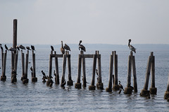 Pelicans, St Marks National Wildlife Reserve