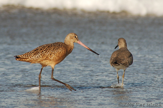 Godwit and Willet