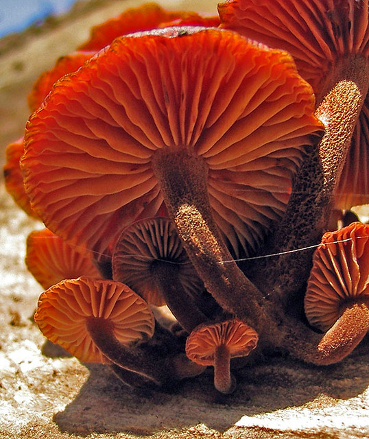 funghi rossi 2