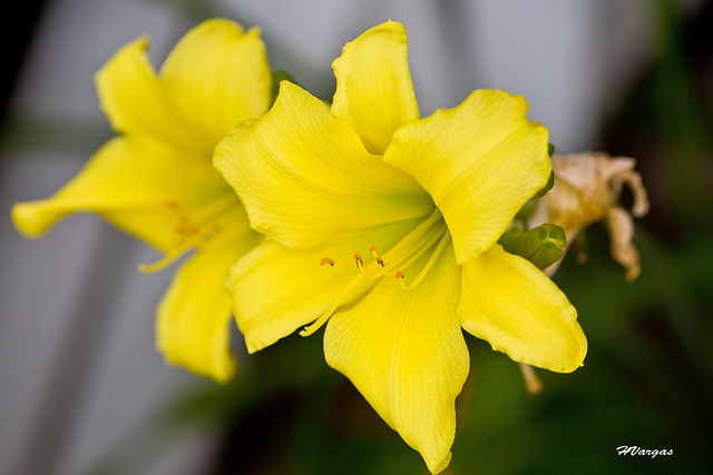 Yellow Crocus Flower.jpg