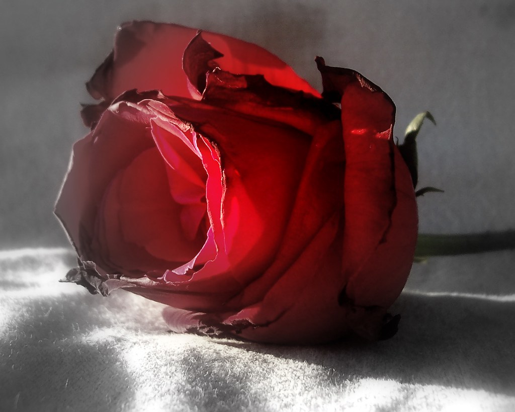 Red Rose Dead | The last portrait of a rose on it's deathbed… | Flickr