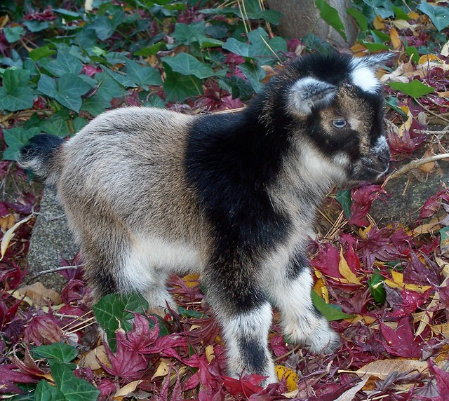 Nigerian Dwarf goat buckling. www.TheBigWRanch.com