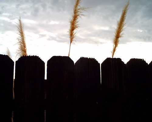 Grass Trio | by swanfleet