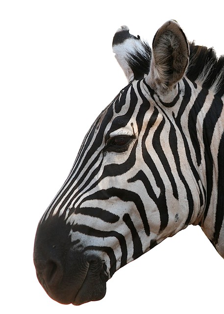 Zebra head on white background