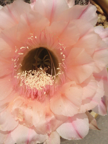 Echinopsis x "Keepsake" | by cony_express