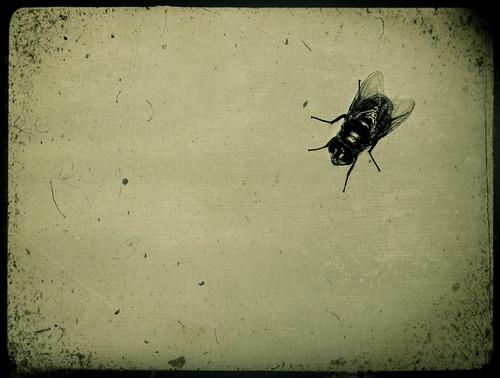 A fly on the wall. by like_shipwrecks
