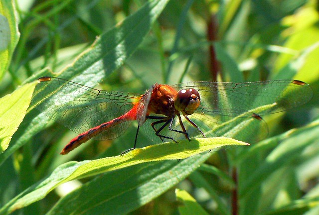 Firery Red Dragonfly