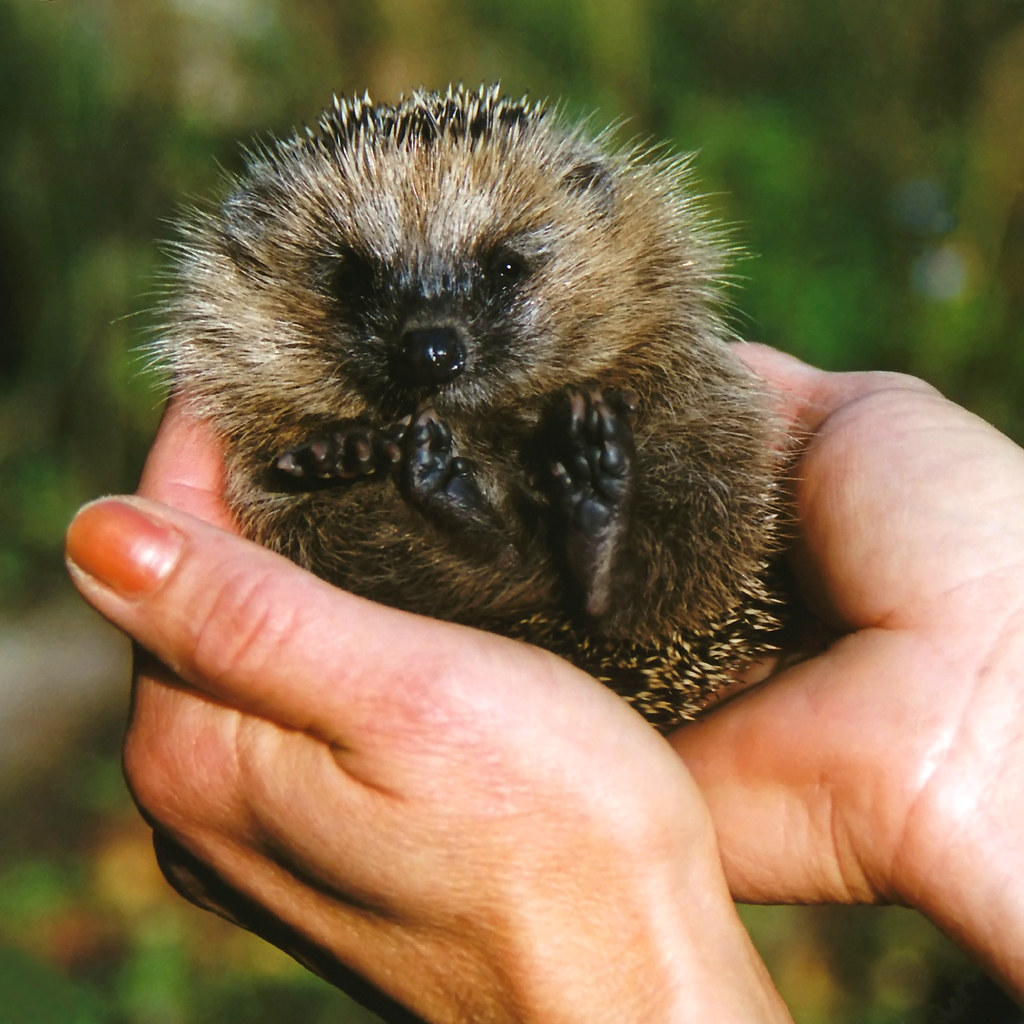 Everybody loves Mecki ... the little Hedgehog in my Hand by Batikart