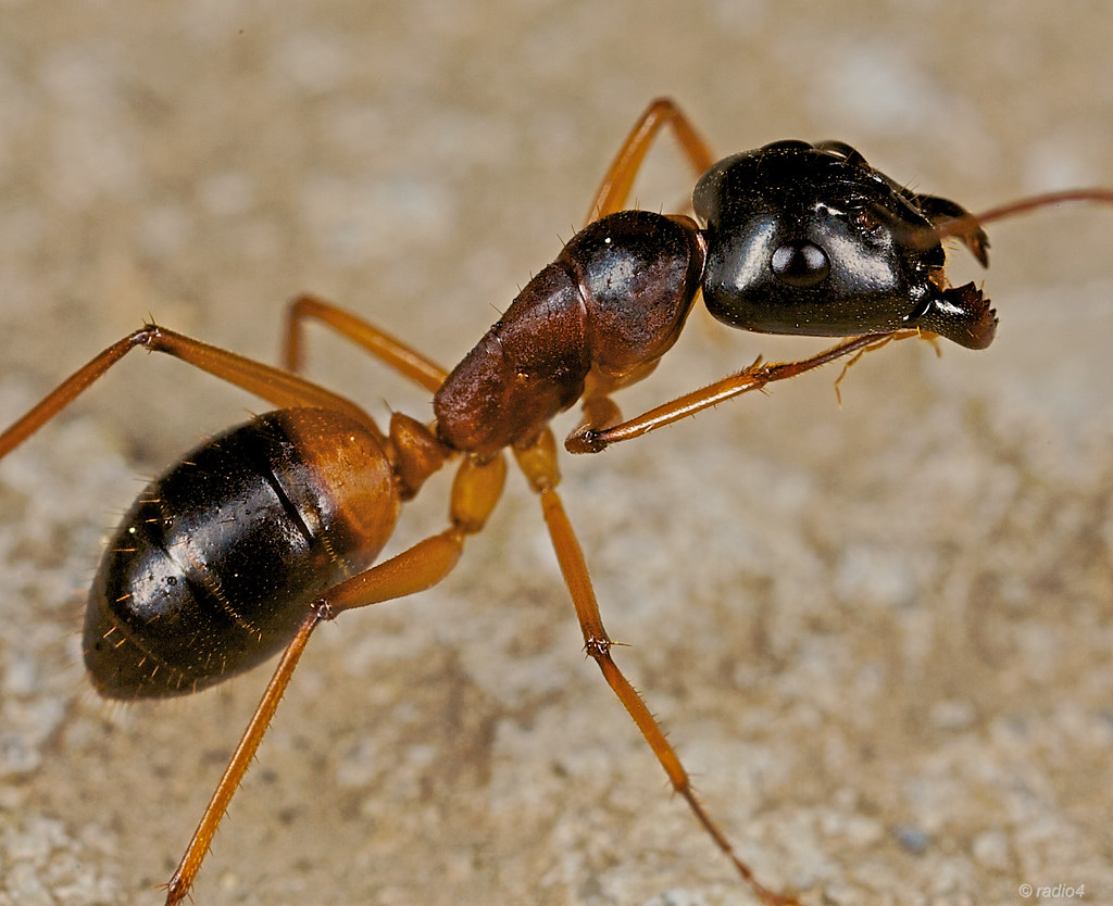 Big Ant, I am pretty sure that this is a soldier ant of the…
