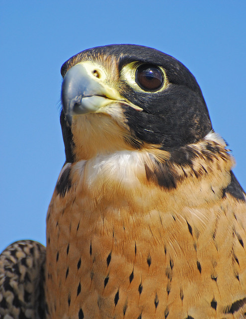 peregrine falcon portrait