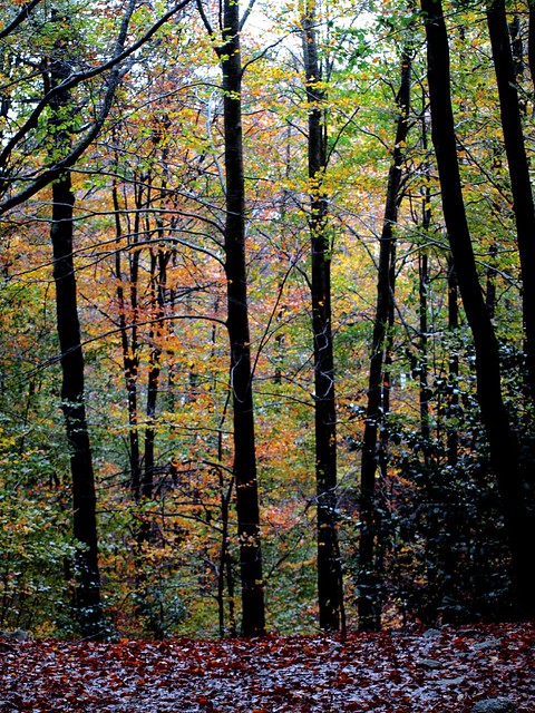 Montseny / Otoño 2008