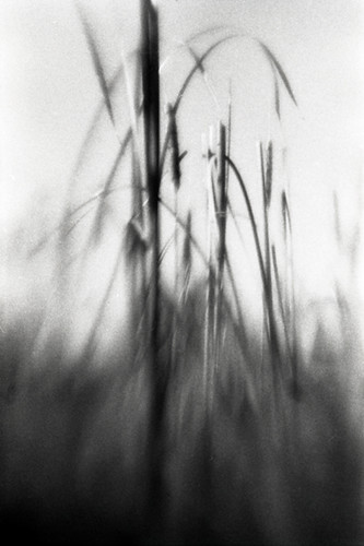 fall reeds | by knowmatter.ca