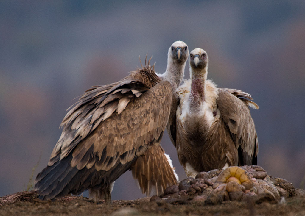 Two Vultures | Griffon Vultures | Mike Ashton | Flickr