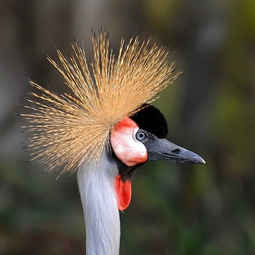 GRAY CROWN CRANE by a walk on the wild side nature photography