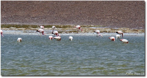 Flamencos rosados en Laguna Brava by noeliadiaco
