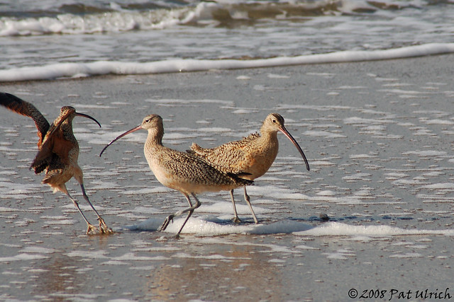 Angry curlews