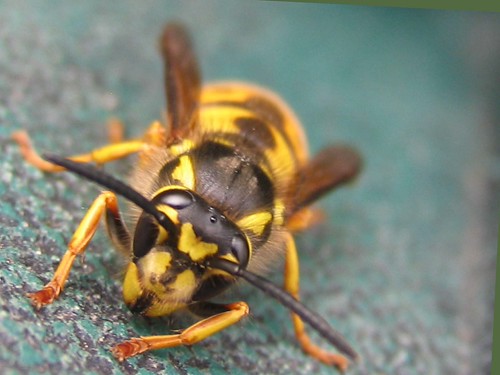 WASP | by robertbassngs