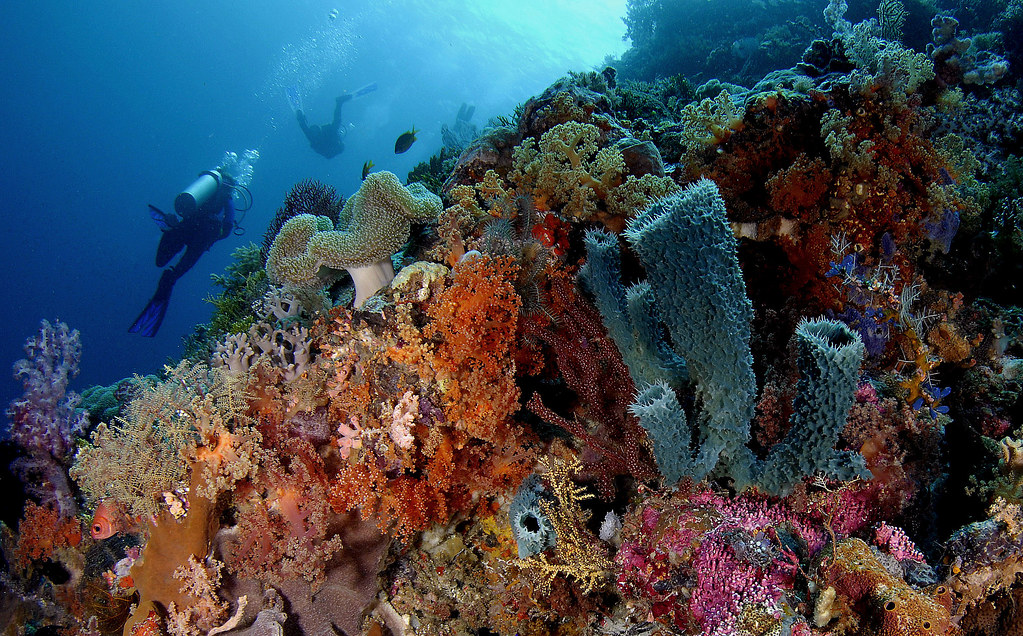 adj_DSC7740 Very pretty reef scene | View On Black The pictu… | Flickr