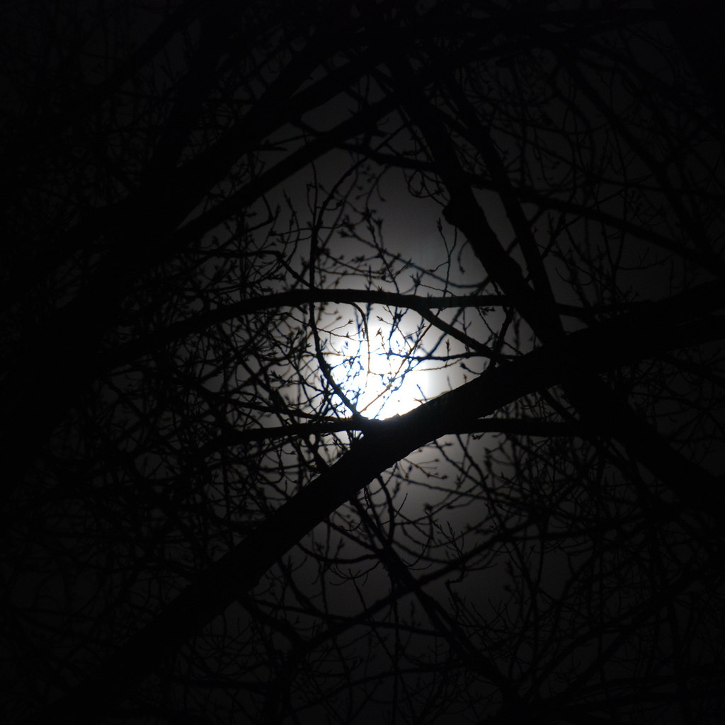 See the moon shines through the trees