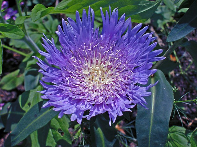 Leu Gardens Flower