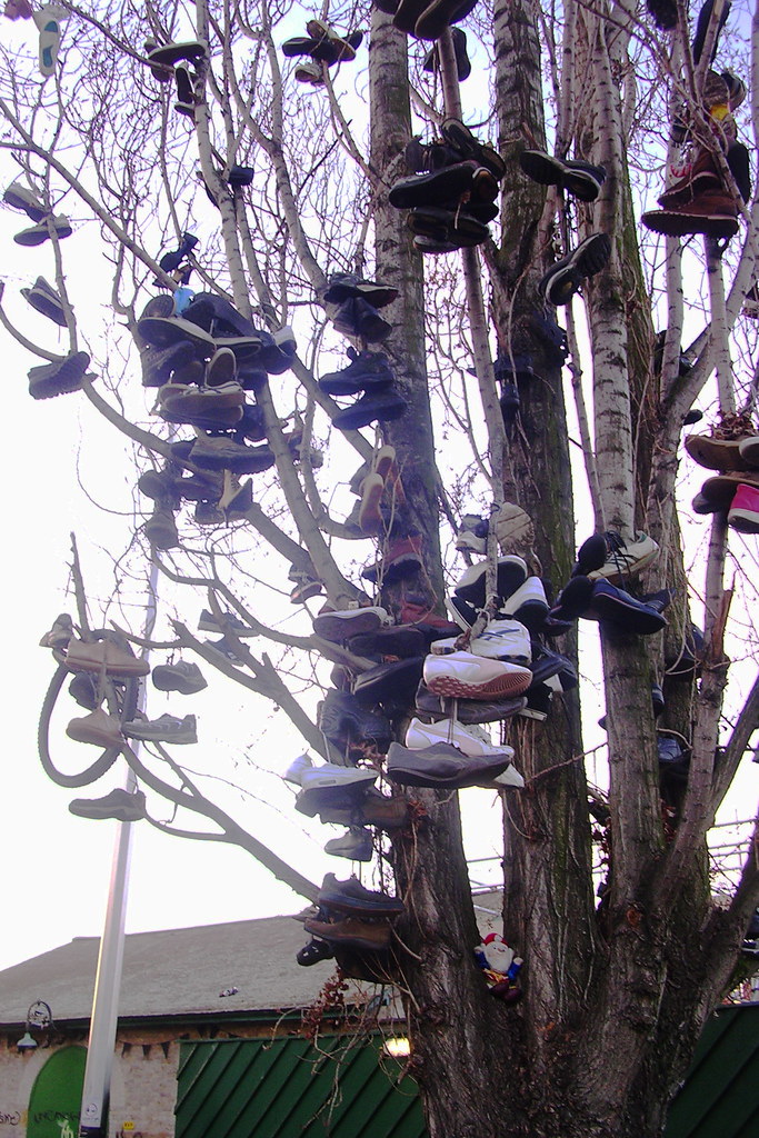 I grew a shoe tree | Of course I didn't mean to grow a shoe … | Flickr