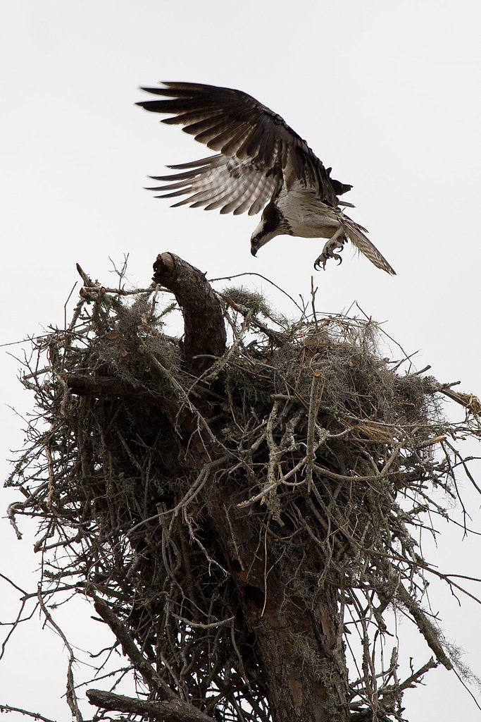 Pray Raptor Osprey bird of pray raptor 2_MG_4484 | Osprey landing into n… | Flickr