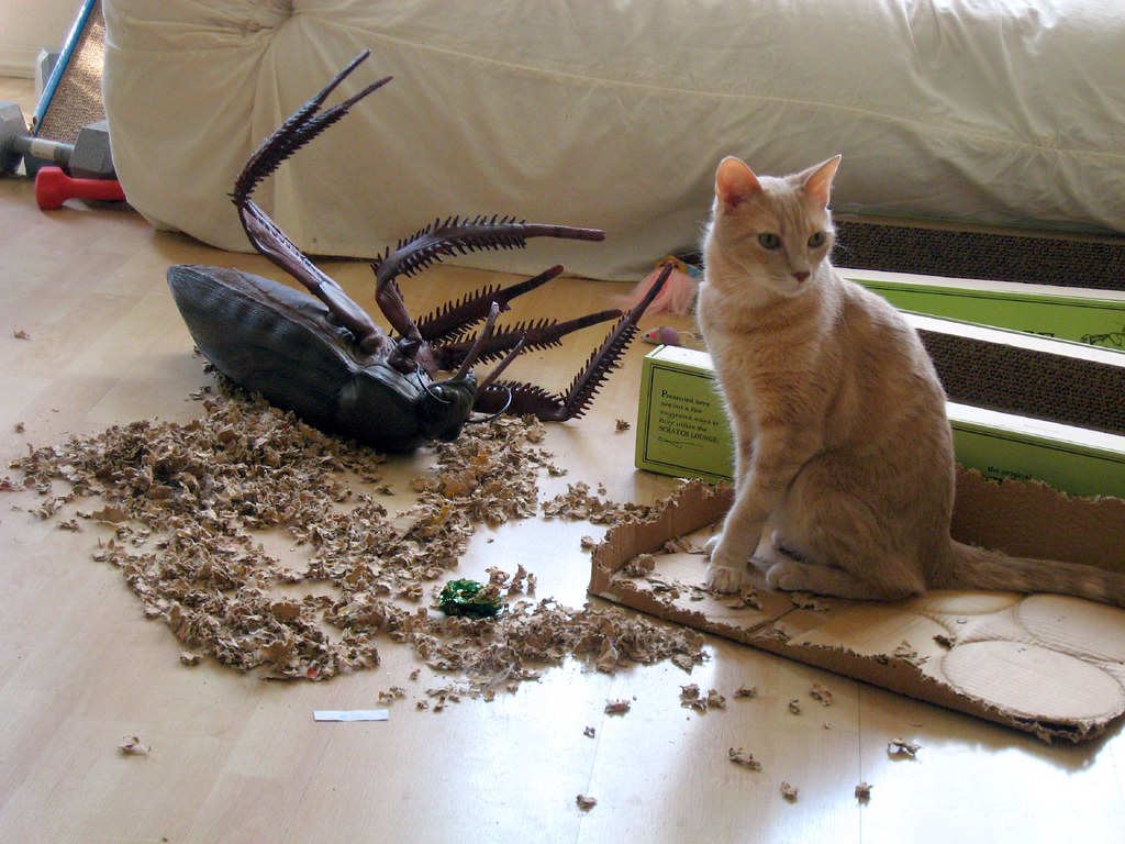 Собака съела таракана. Кошка и таракан. Тараканы домашние питомцы. Живность в квартире. Домашние насекомые питомцы.
