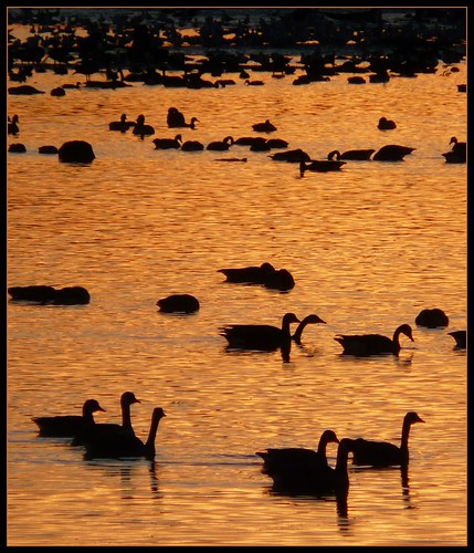 sunset ontario canada birds geese tramonto goose uccelli waterloo reflexions