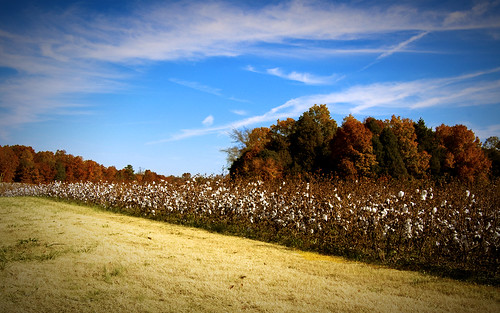 wallpaper fall landscape charlotte cotton cottonfield minthill