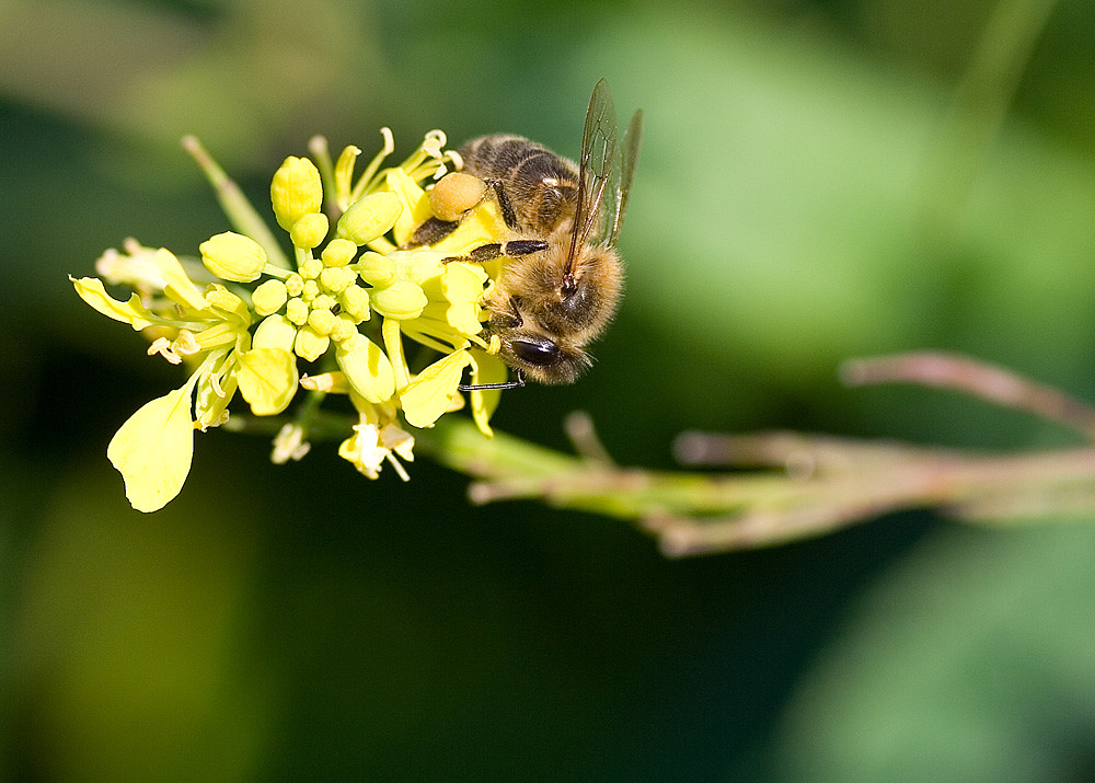 abeille en pleine récolte