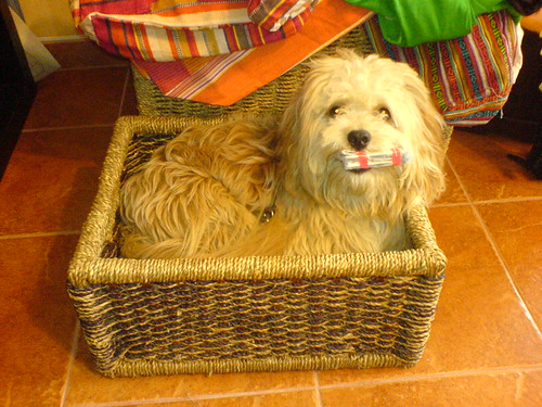 bobby, mascota newt.ro fashion | by newt_srl