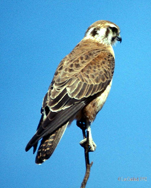 Brown falcon (again!)
