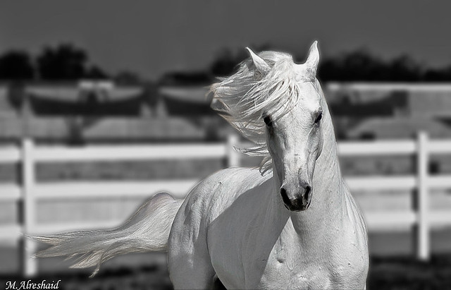 White Horse (B&W)