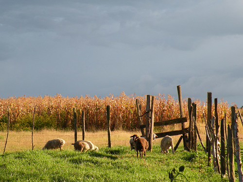 A neighbours sheep | by CrazyDinx