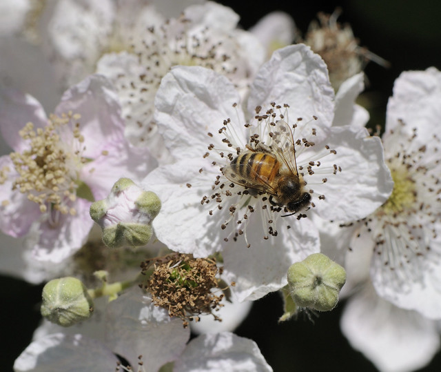 Honey Bee in Blackberry Blossoms