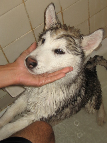 Clean Puppy! | by amber.itaylor