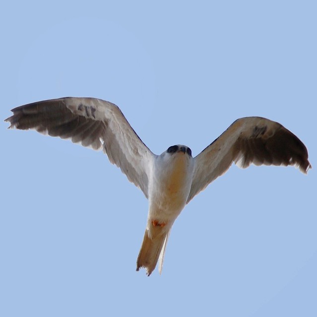 Kite fly-over