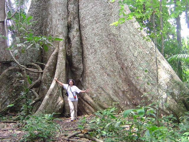 Giant Kapoc tree
