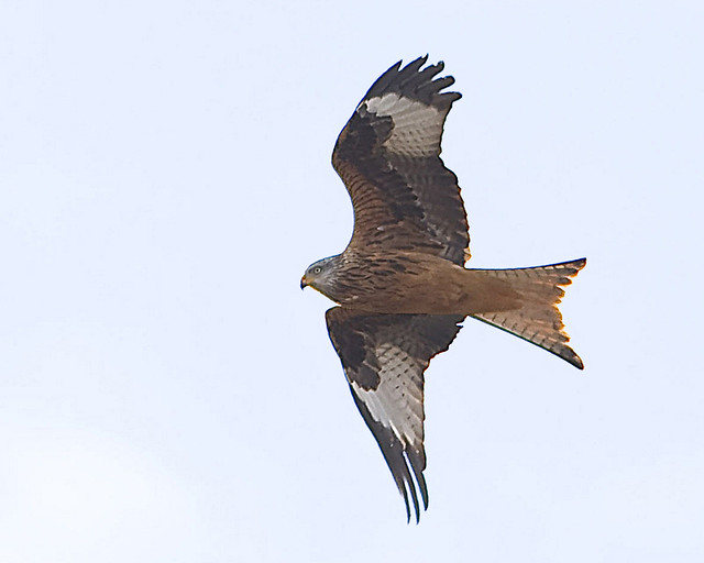Milhafre-real / Red kite
