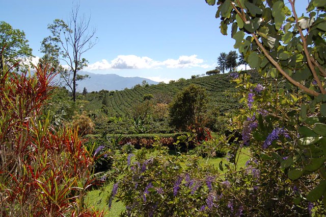 Siempreverde coffee fields, Costa Rica