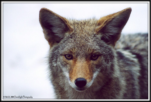 Yosemite Coyote, wildlife yosemite naturescall herbdunn dunnrightphotography treeofhonor kerncountyphotogrraphers