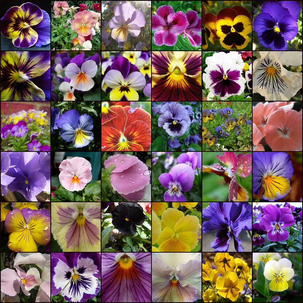 Покажи все виды. Разновидности цветов. Многообразие цветов. Разные виды цветов. Много видов цветов.