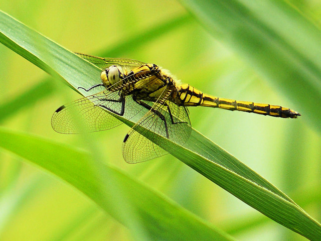 Black-tailed Skimmer on a string